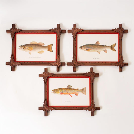 Framed Prints - Freshwater Fish