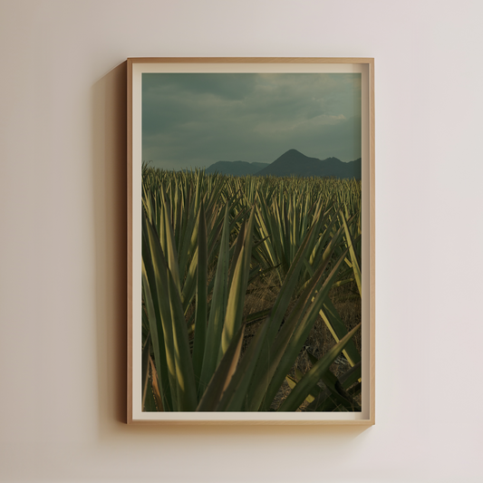 Agave Field at Dusk by Luis Martinez