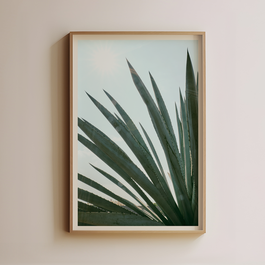 Agave in Sunlight by Luis Martinez